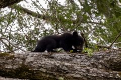 KJR57527-Enhanced-NR