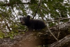 KJR57535-Enhanced-NR