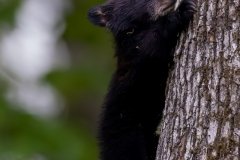 KJR57578-Enhanced-NR-2