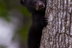 KJR57594-Enhanced-NR-2