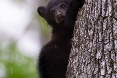 KJR57597-Enhanced-NR