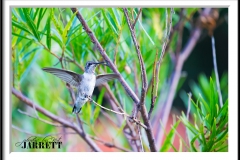 PBKJ7581-FrameShop-1