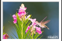 PBKJ7627-FrameShop-2