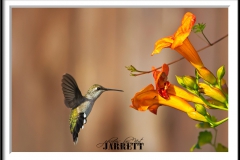 PBKJ7646-FrameShop-2