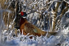 IMG_1271Edited-scaled