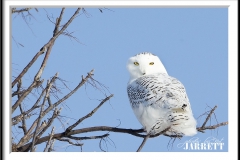 PBKJ8035Crop-FrameShop