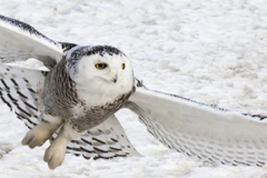 cropped-PBKJ9083-FrameShop