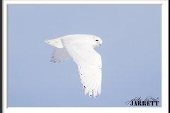 PBKJ1174-FrameShop