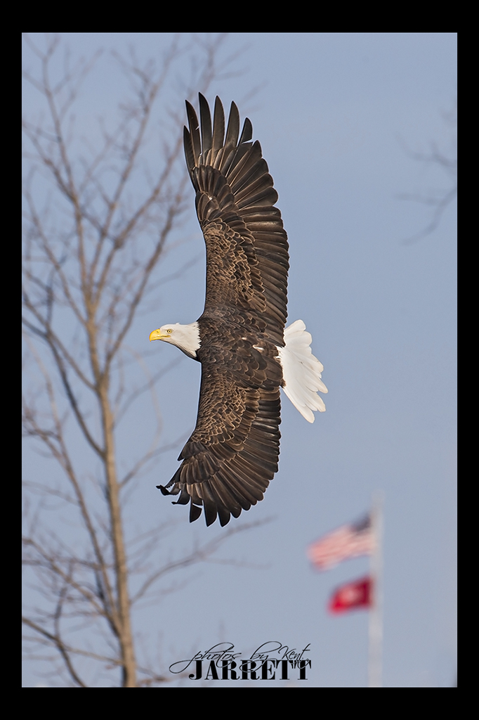 Christmas Eagles Mississippi River L&D 14 Kent Jarrett Photography
