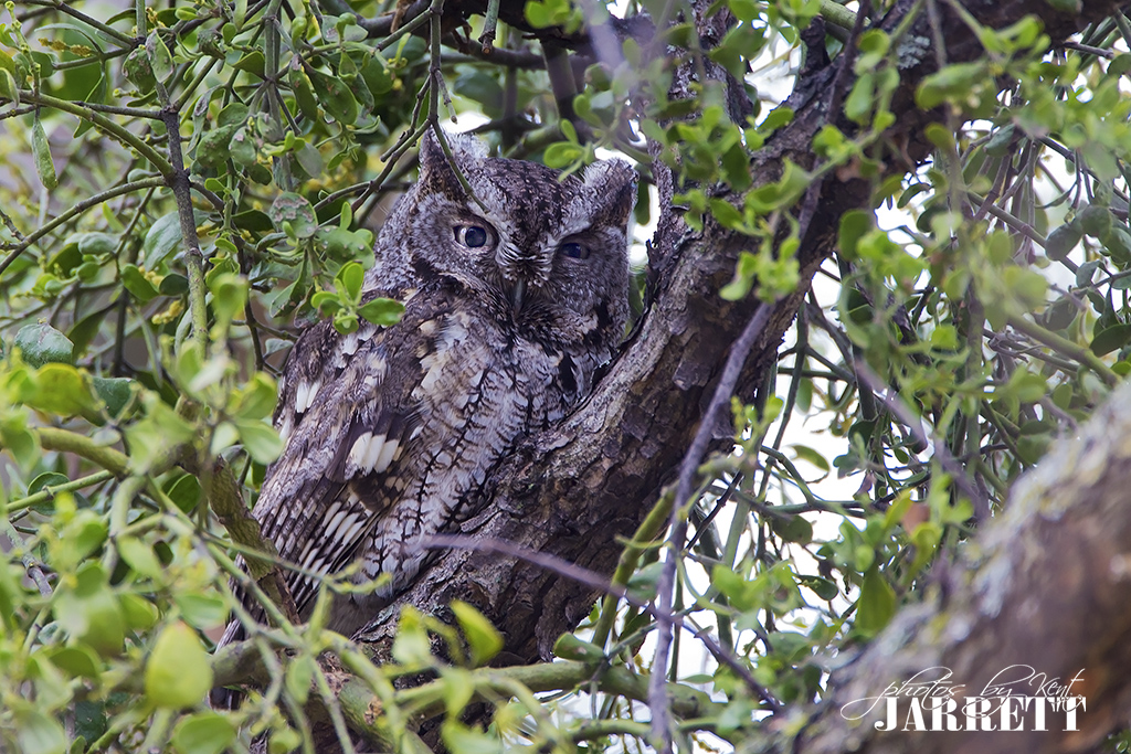 March 2019 Kent Jarrett Photography