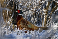 IMG_1271Edited-scaled