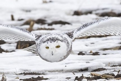 cropped-PBKJ9144Header-FrameShop-1