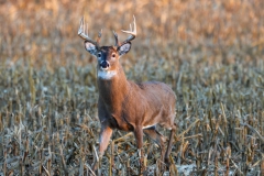 2000-01-01-00.00.08-scaled