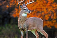 IMG_0324Edited2Thumbnail