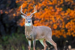 IMG_0329Edited-scaled