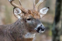 KJR50914Crop