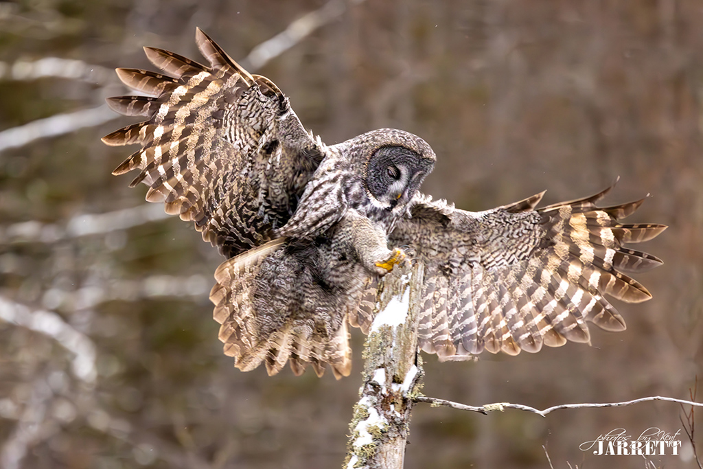 Great Gray Owls GGO Coming In HOT FM Forums   KJR52032 