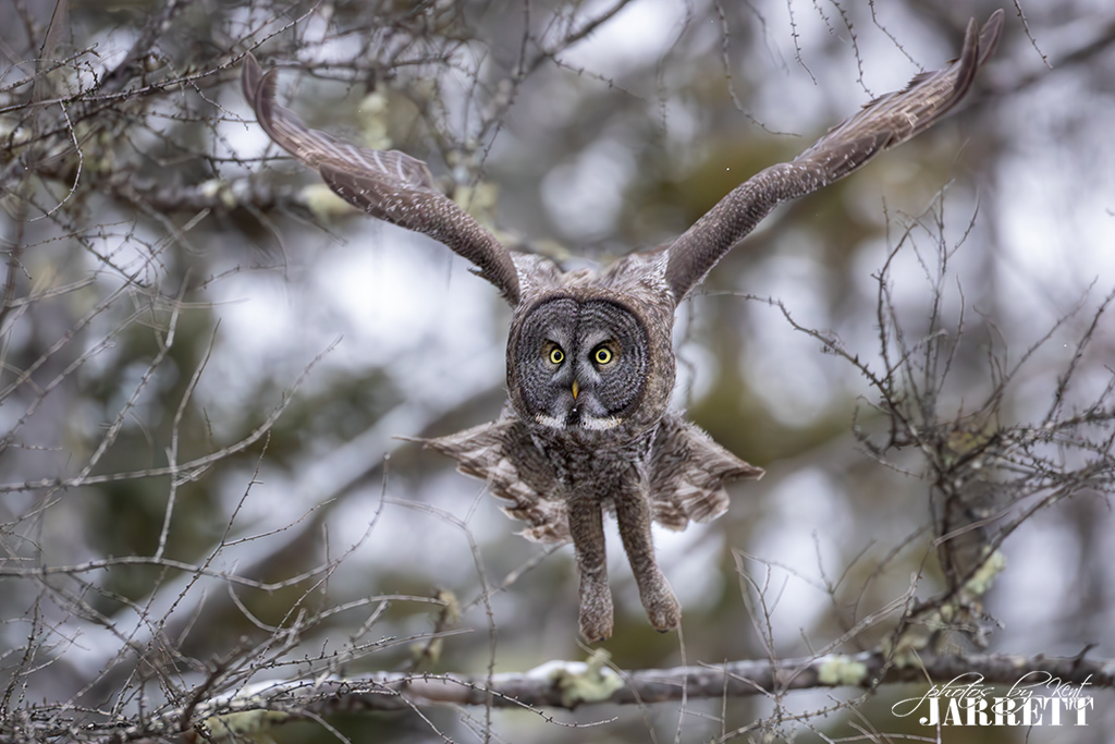 Great Gray Owl Head On Launch Series FM Forums   KJR52690 